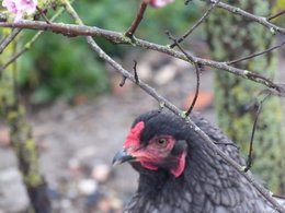 Au  petit coucou amical