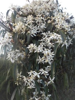 clematite Armandi qui deperit