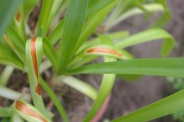 Soucis avec mes agapanthes