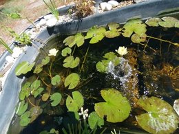 Photo bassin 1000 litres