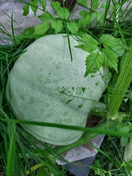 Identification Courge
