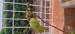 framboisier feuilles seches