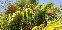 Palmes de Trachycarpus qui brunissent