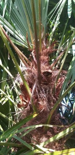 Palmes de Trachycarpus qui brunissent