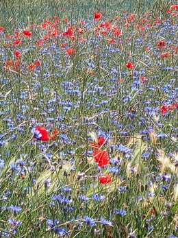 Fleurs 