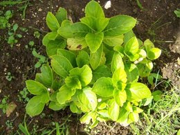 Bouturer l'hortensia