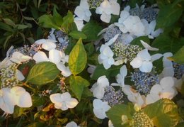 Bouturer l'hortensia