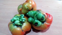 Tomates difformes