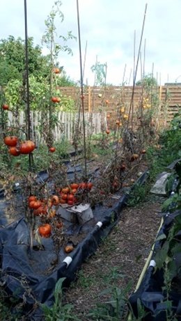 Des maladies sur vos pieds de tomates ?