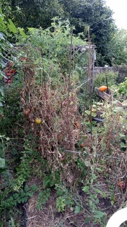 Des maladies sur vos pieds de tomates ?