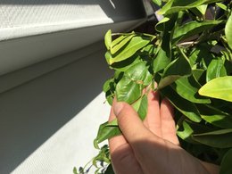 Calamondin, feuilles grignotées!