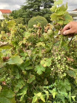 mMaladie sur la vigne