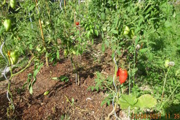 Des maladies sur vos pieds de tomates ?