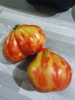 Auréoles sur les tomates.