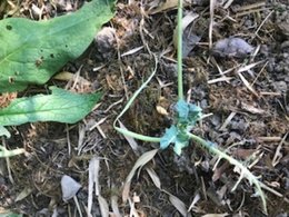 Potager d'hiver, potager vert.