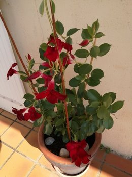 Au  petit coucou amical