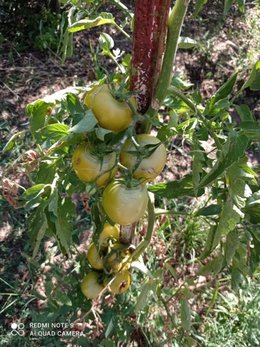 C'est quoi ces tomates?