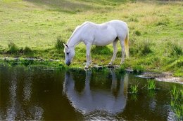 Au  petit coucou amical