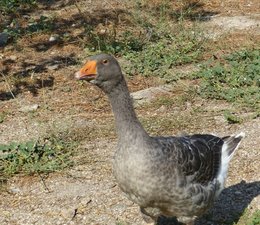 Bonjour à tous de Touraine !