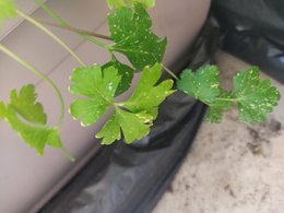 Petites taches jaunes sur feuilles