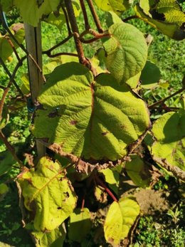 kiwi actinidia deliciosa jenny