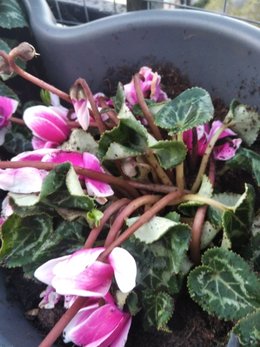 Sauvez mes cyclamens!