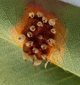 Taches sur feuilles de poiriers