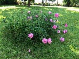 Entretien de pivoines centenaires