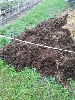 Utilisation de crottins d'équidés..