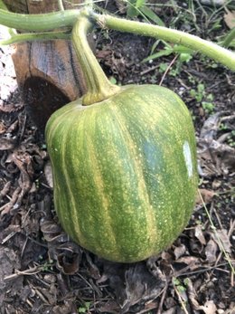 C’est quoi cette courge ?