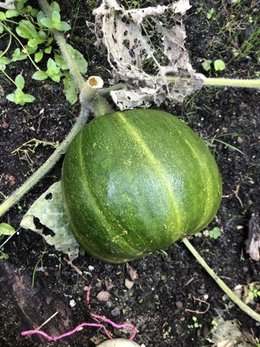 C’est quoi cette courge ?