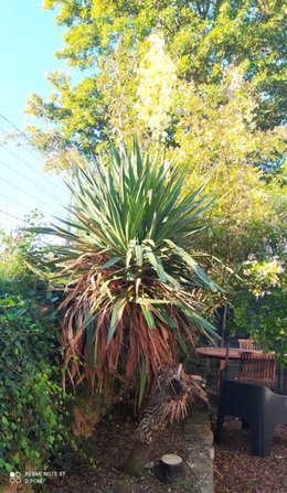 Yucca