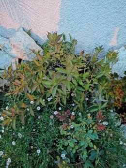 Weigelia