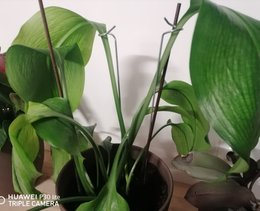 Plante non identifiée