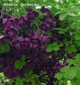 Akebia quinata