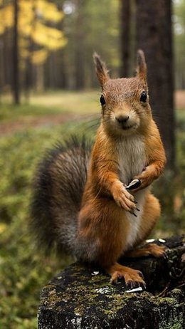 Au  petit coucou amical