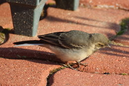 Au  petit coucou amical