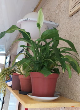 Plante non identifiée