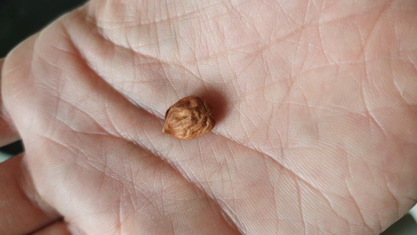 Noyau d'un fruit ? | Forum jardinage