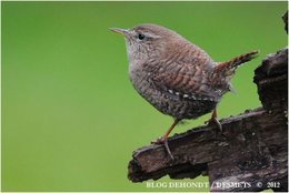 Les oiseaux du ciel