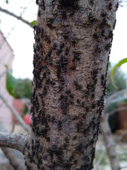 Insecte sur pêcher