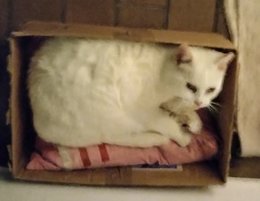 Au  petit coucou amical