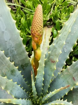 c'est la première fois qu'elle fleuri