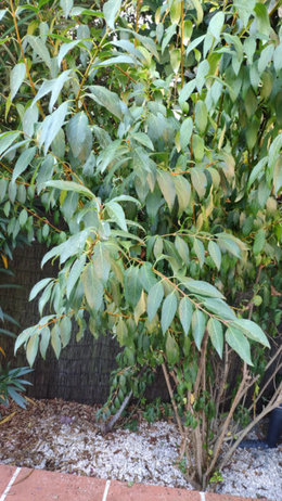 Question Forsythia au jardin