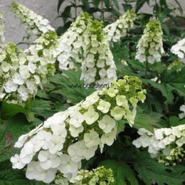 Qui veut créer un troc de plantes dans l'Hérault?