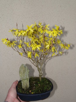 Question Forsythia au jardin