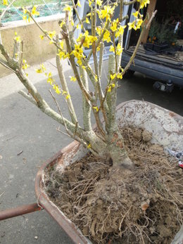 Question Forsythia au jardin