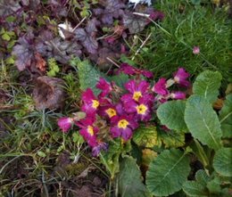 Cultivez-vous des primevères au jardin ?