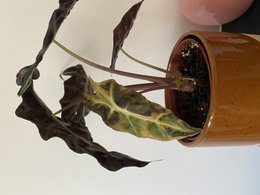 Problème Alocasia Polly