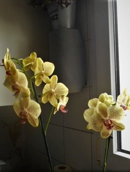 Orchidée condamnée ?